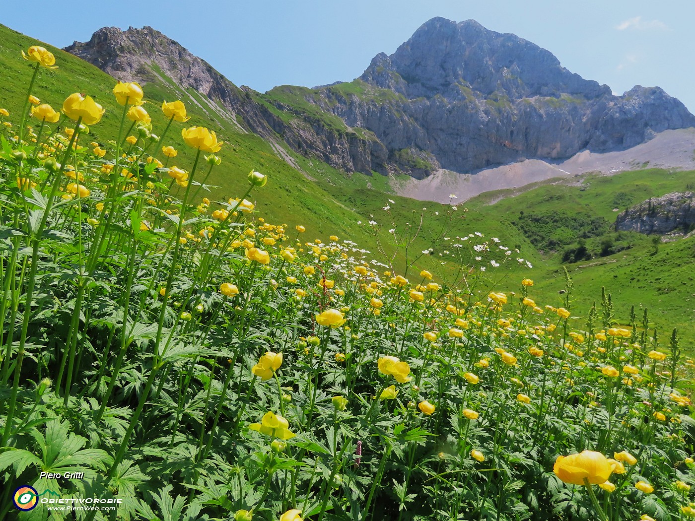67 Trollius europaeus (Botton d'oro), con vista in Corna Piana .JPG